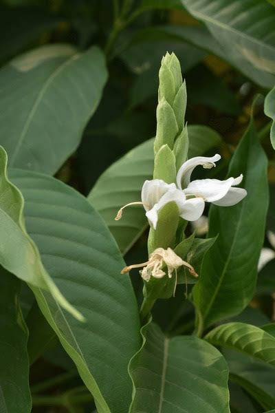 Understanding Adoosa: A Valuable Herb in Ayurveda