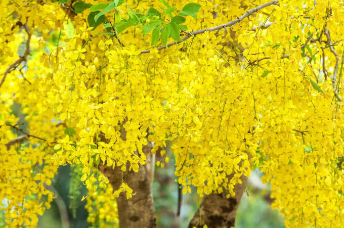 AMALTAS: The Golden Shower Tree in Ayurveda