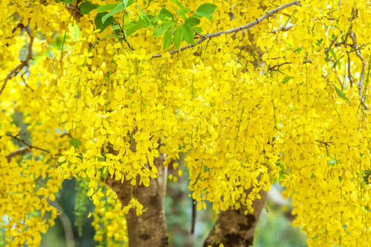 AMALTAS: The Golden Shower Tree in Ayurveda