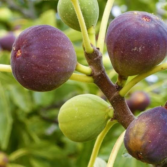 Anjeer : A Nutrient-Rich Fruit