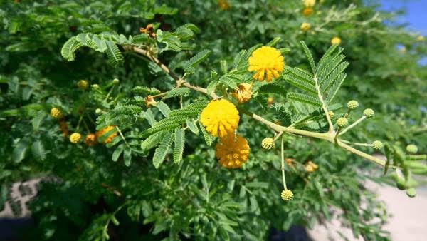Babool: A Powerful Herb in Ayurveda