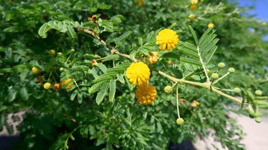Babool: A Powerful Herb in Ayurveda