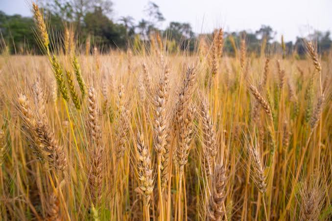 Barley: A Nutrient-Rich Ally for Health and Wellness