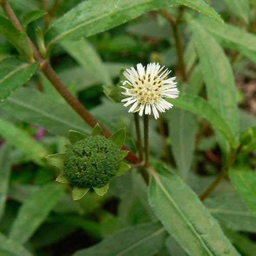 Bhringraj: The Miraculous Herb for Hair and Health