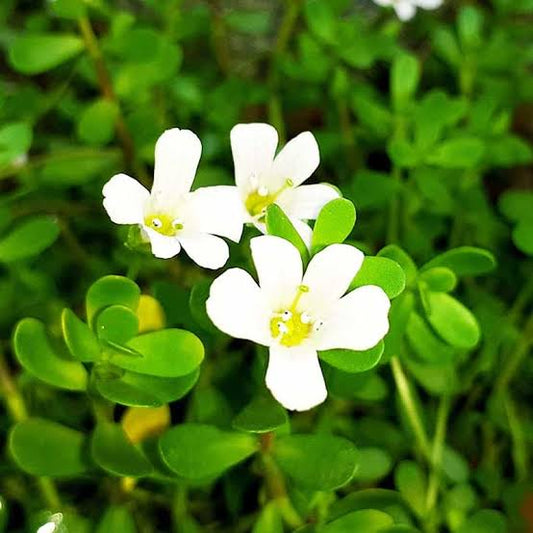 Brahmi: Nature's Gift for Health and Well-being