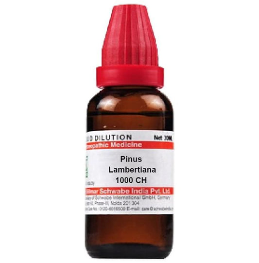 Dr. Willmar Schwabe India Pinus Lambertiana Dilution